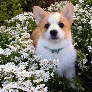 Meet your Posher, Melody